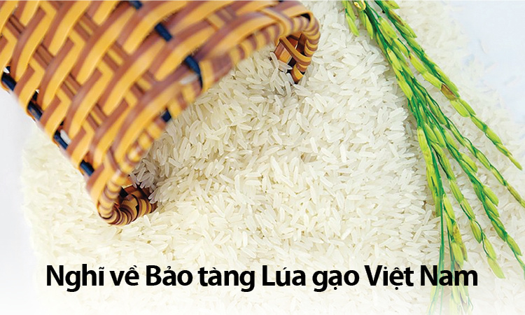 Nghĩ về Bảo tàng Lúa gạo Việt Nam