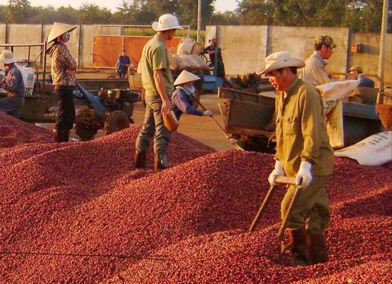 Xuất khẩu cà phê hướng tới kỷ lục mới